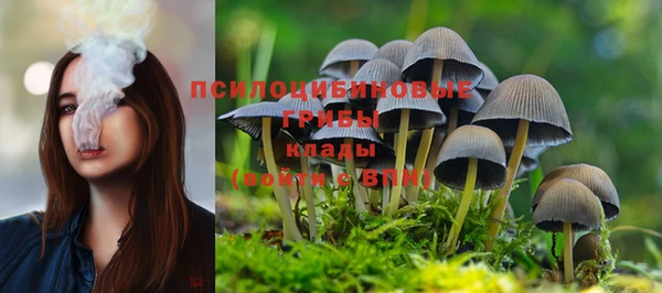 прущие грибы Алзамай